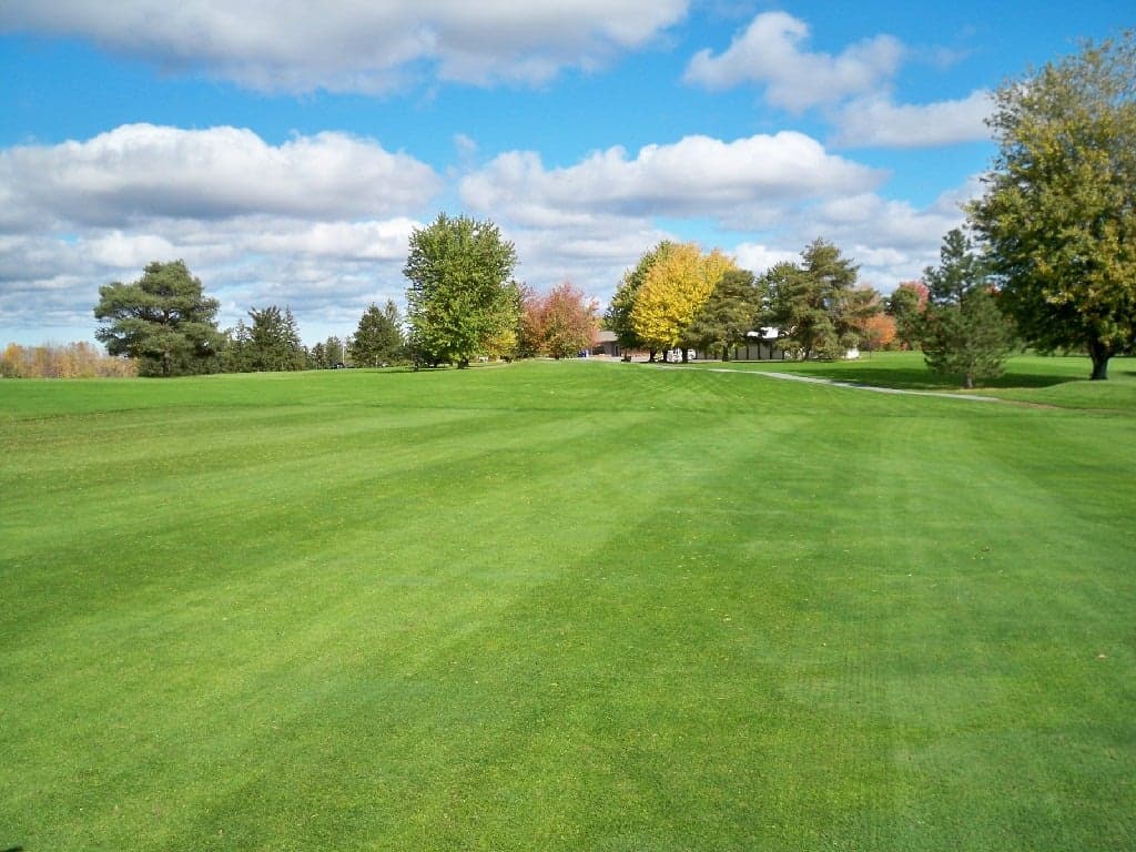 Green grassy field. Trees and blue sky in background.