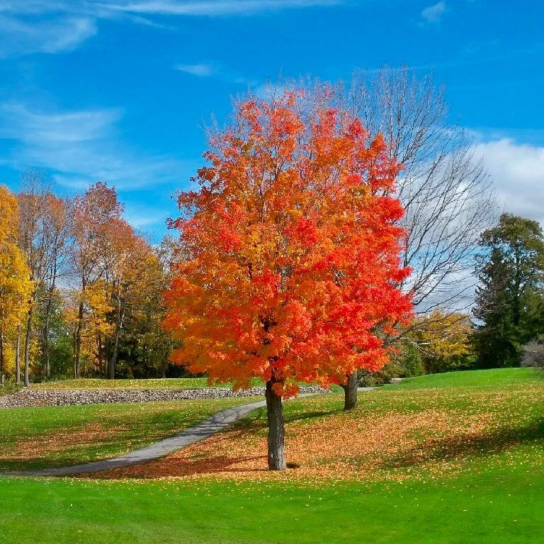 A single red tree stands out in a green field.